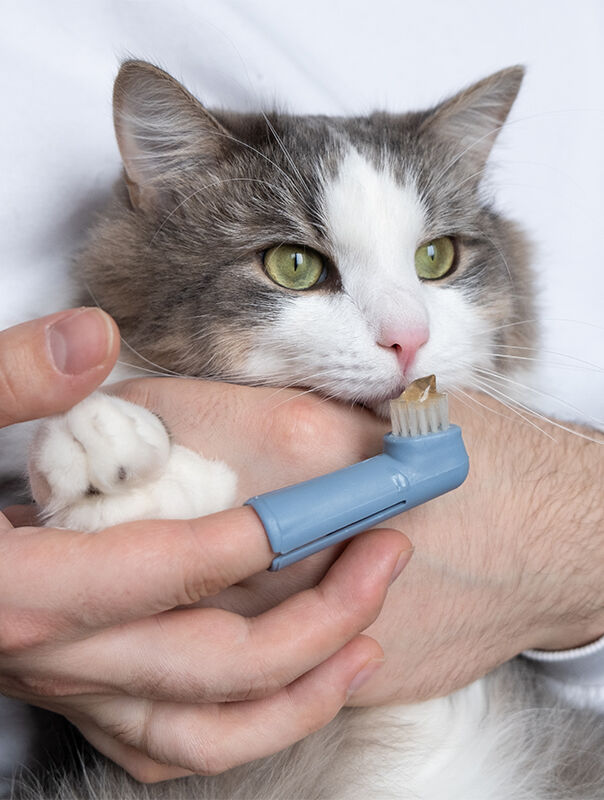 person holding cat and brushing with toothbrush on their finger